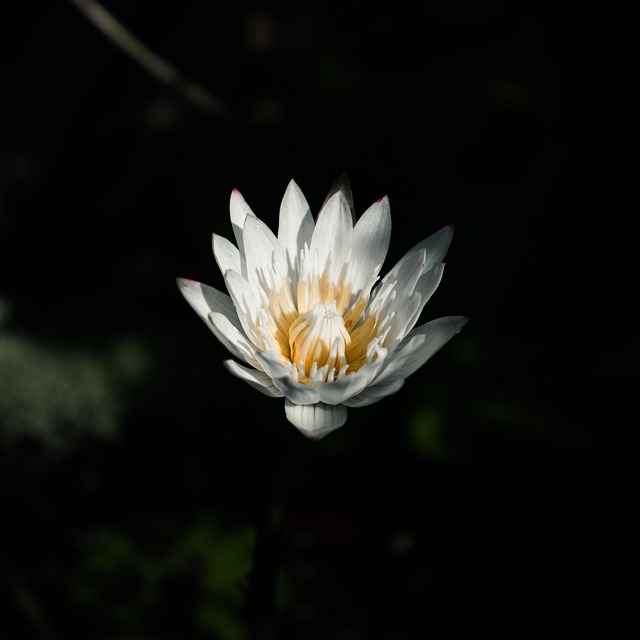 Free Water Lily Flower photo and picture