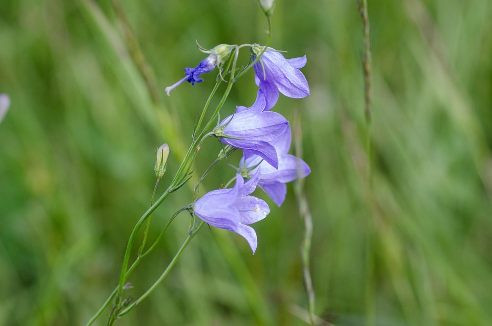 Bellflowers 青い花 ブルーム Pixabayの無料写真