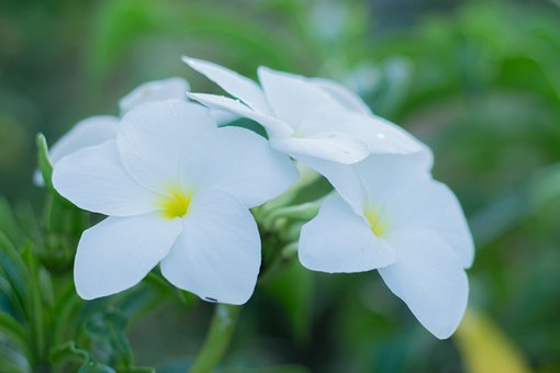 Frunze, Grădină, Floare, Floral, Natura