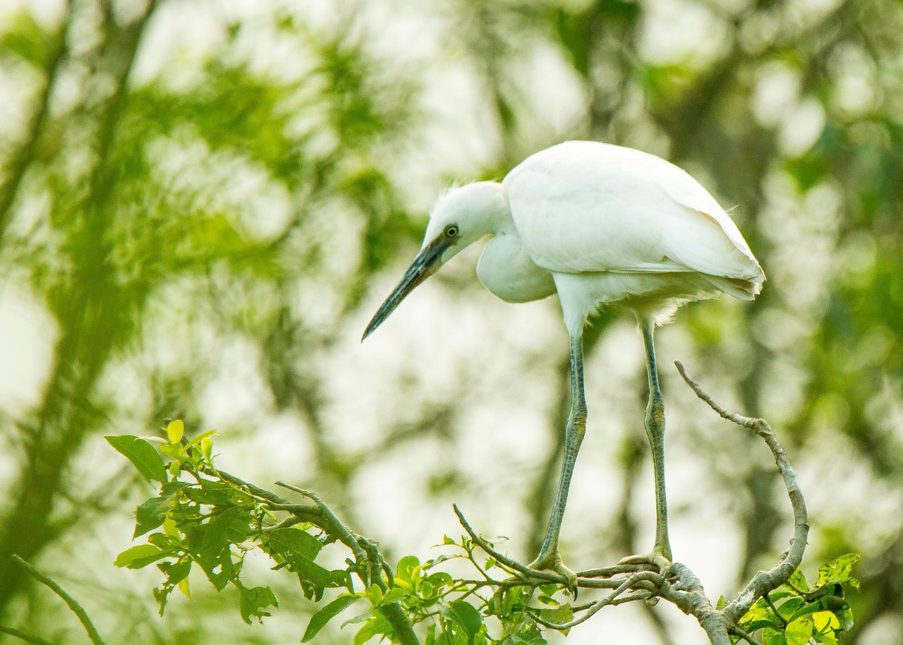 白鷺 鳥 支店 - Pixabayの無料写真 - Pixabay