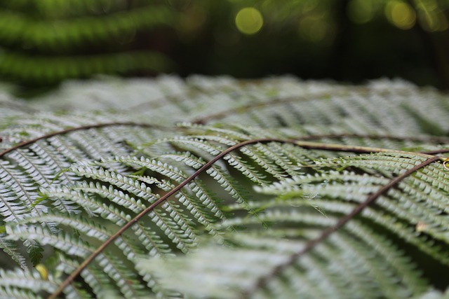 Free Fern Leaves photo and picture