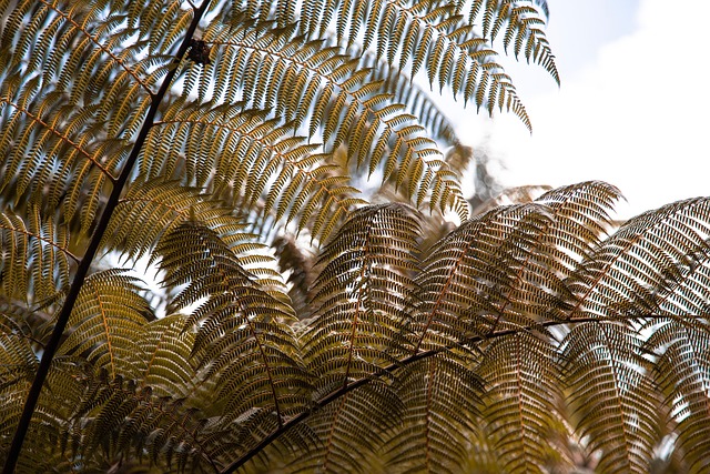 Free Leaf Leaves photo and picture