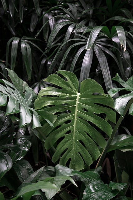 Free Leaf Leaves photo and picture
