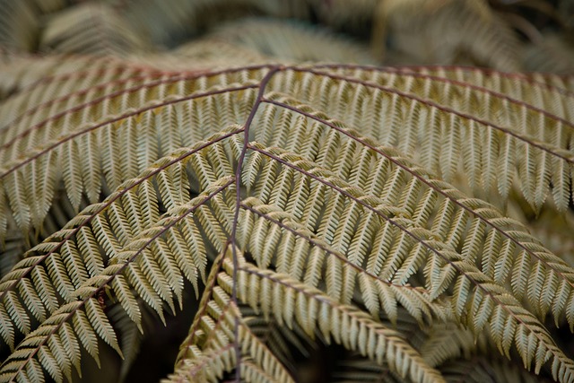 Free Leaf Leaves photo and picture