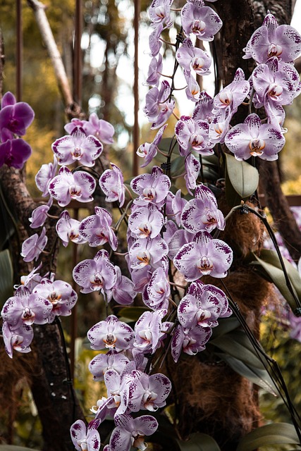 Free Purple Beautiful Flowers photo and picture