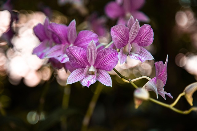 Free Purple Orchids Flower Background photo and picture