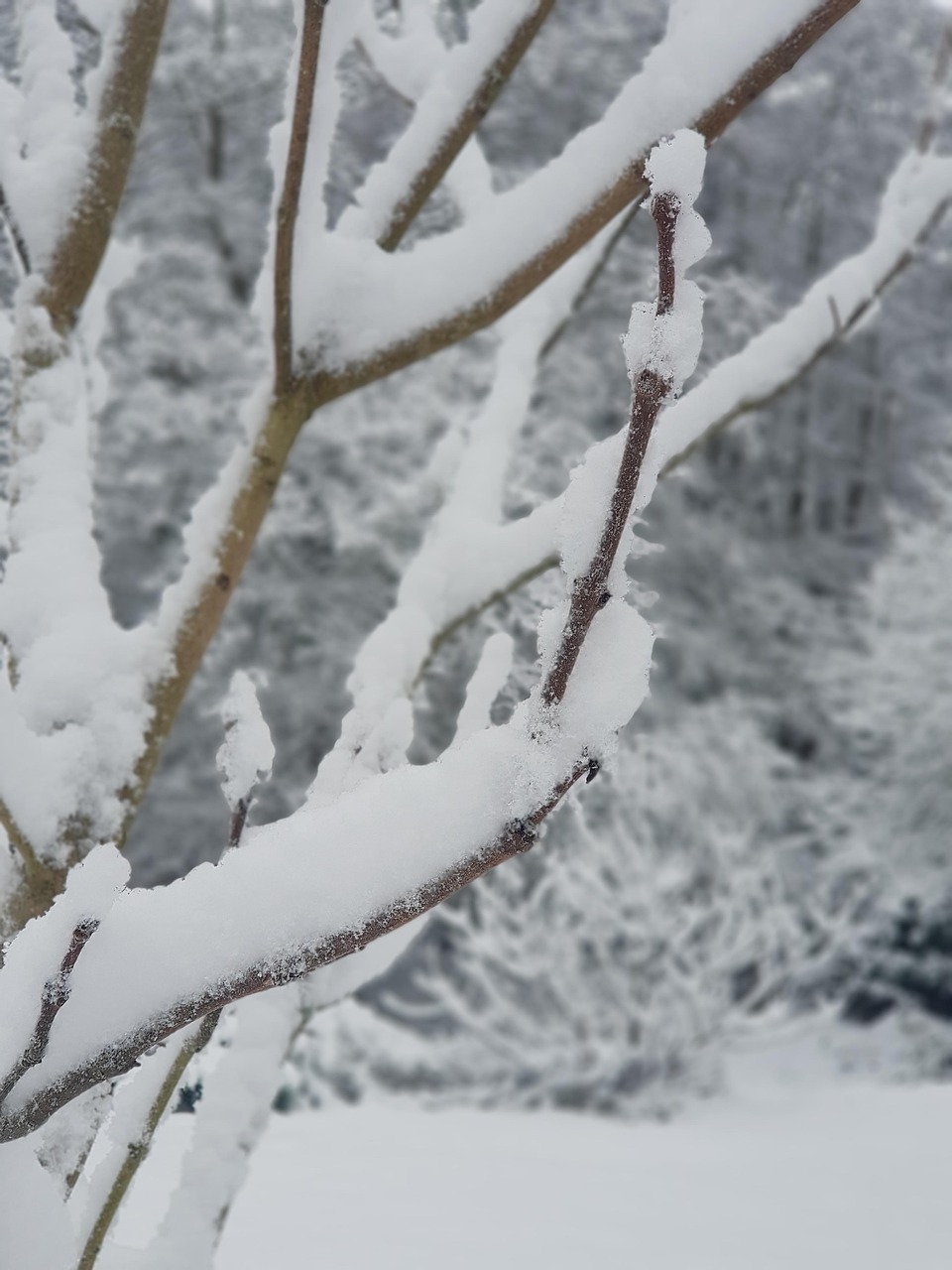冬 雪 クリスマス - Pixabayの無料写真