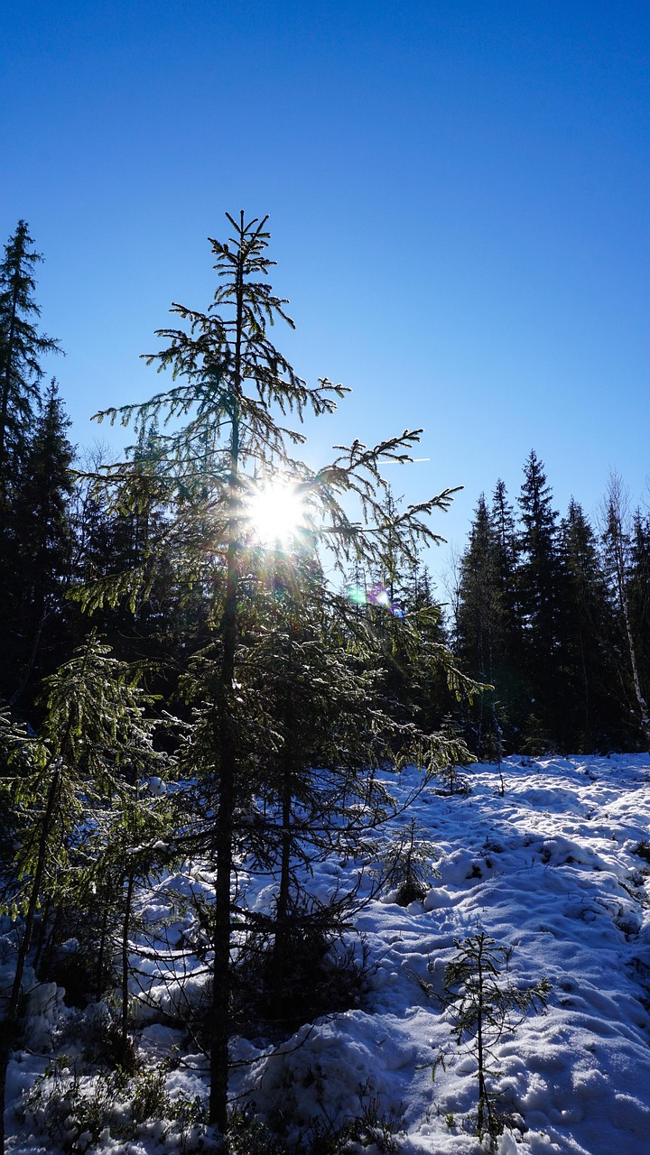 树木 阳光 雪 - Pixabay上的免费照片 - Pixabay