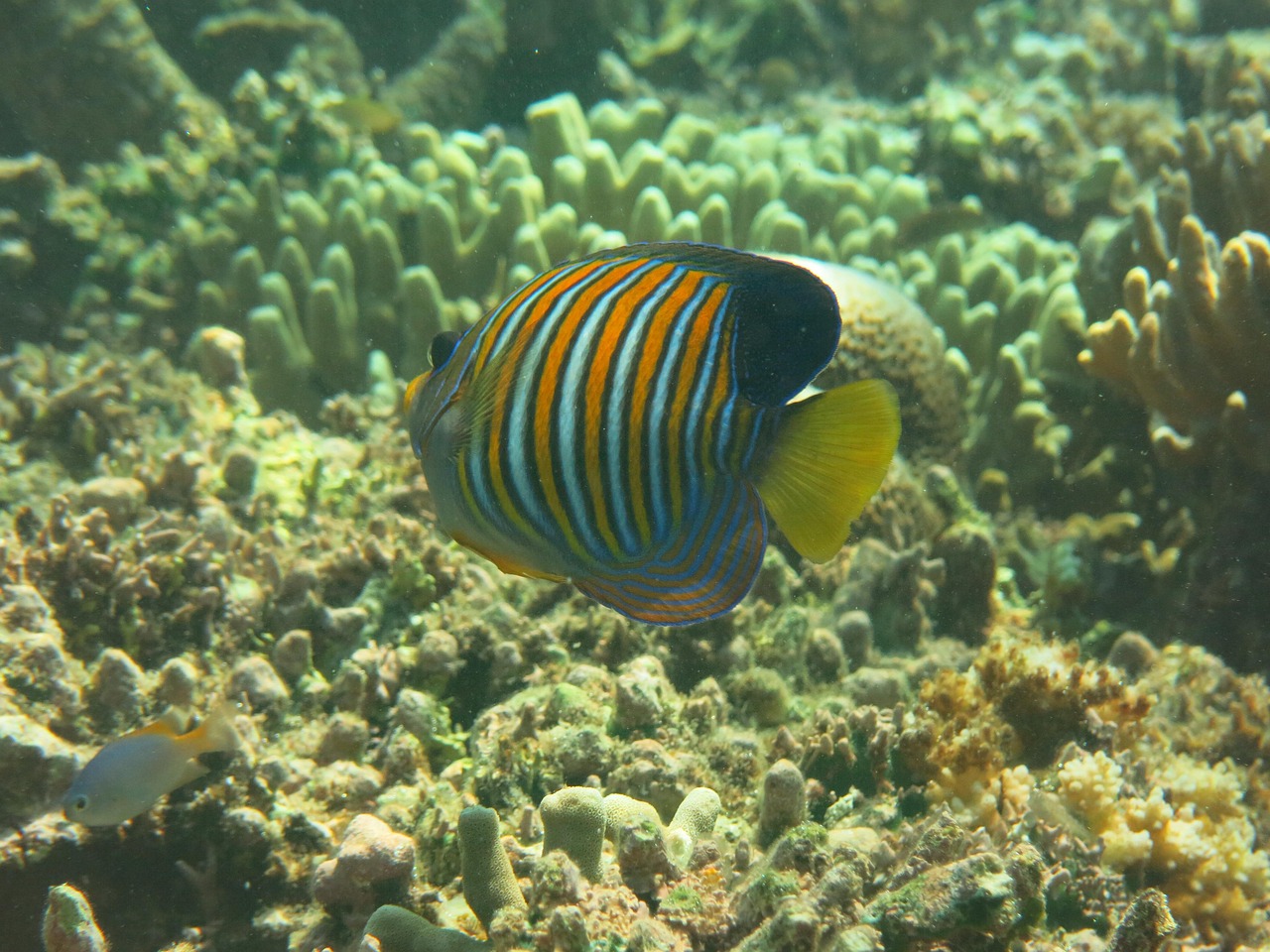 魚 海 - Pixabayの無料写真 - Pixabay