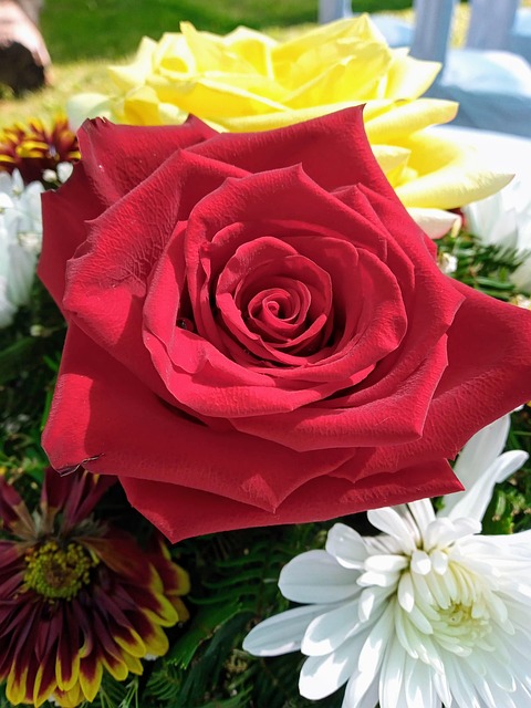 Free Rose Flowers photo and picture