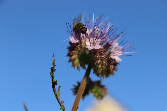 Free Bee Flower photo and picture