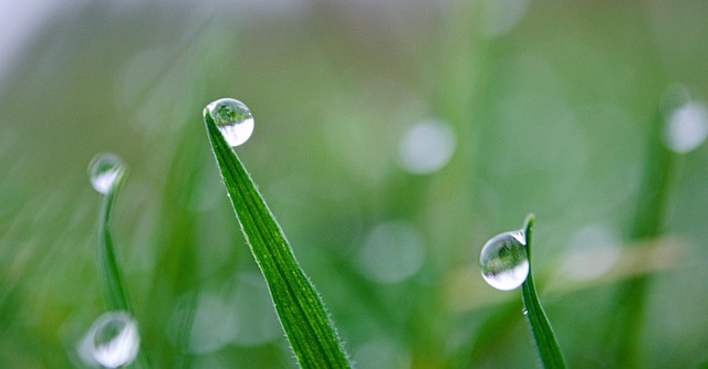 Free Grass Leaves photo and picture