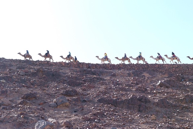 Free Camel Matrix Mount Sinai photo and picture