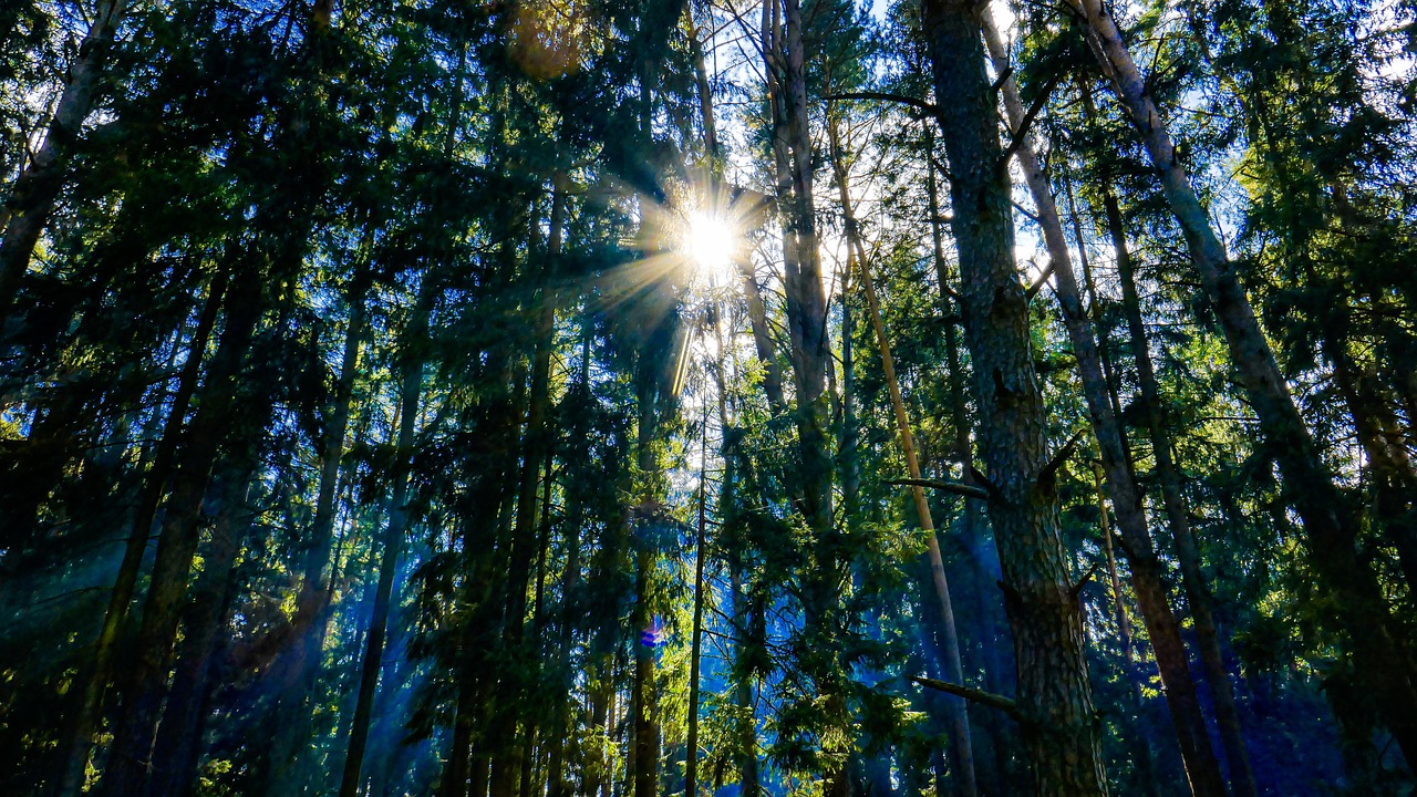 Forest - free online jigsaw puzzle photo