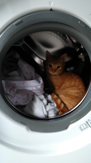 Free Cat Washing Machine photo and picture