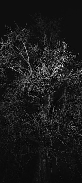 Free Black-And-White Tree photo and picture