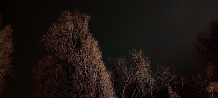 Free Trees Night photo and picture