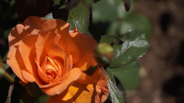 Free Rose Summer photo and picture