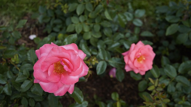 Free Rose Flower photo and picture