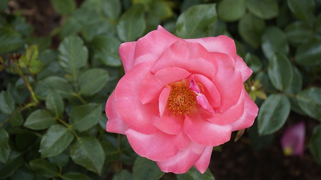 Free Rose Flower photo and picture