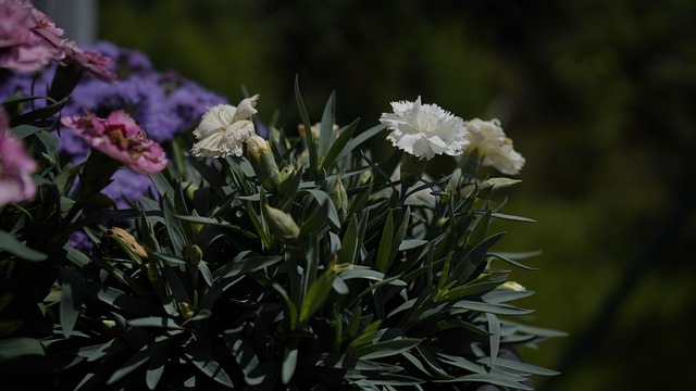 Free Flower Garden photo and picture