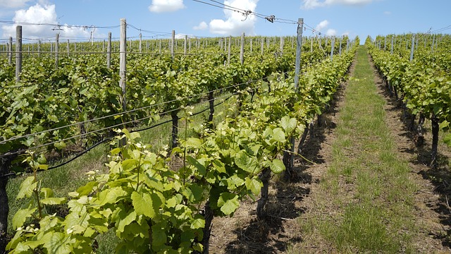 Free Vineyard Summer photo and picture