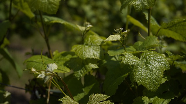 Free Vineyard Vine Leaves photo and picture