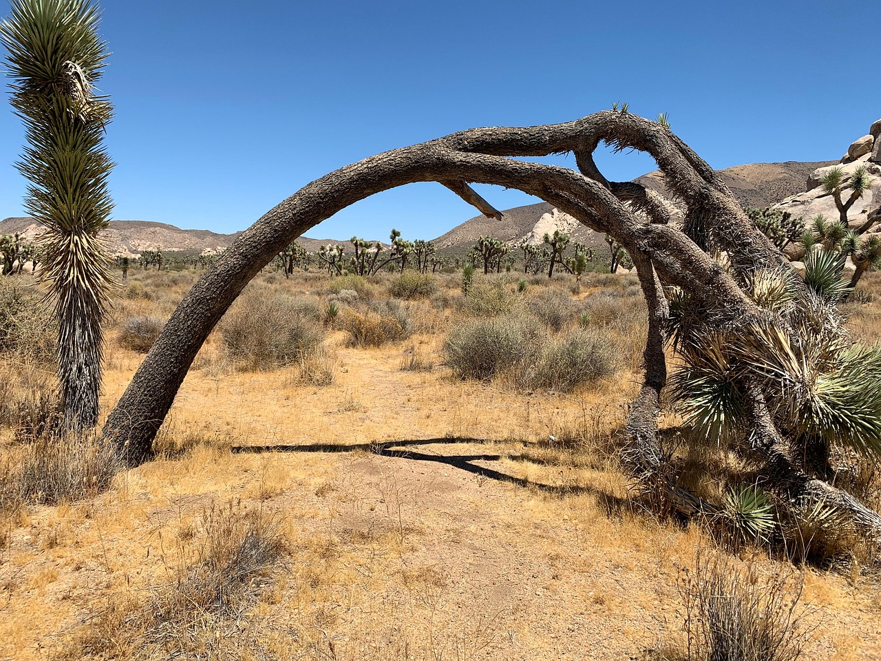 Árvore Vale Deserto Joshua Tree - Foto gratuita no Pixabay - Pixabay
