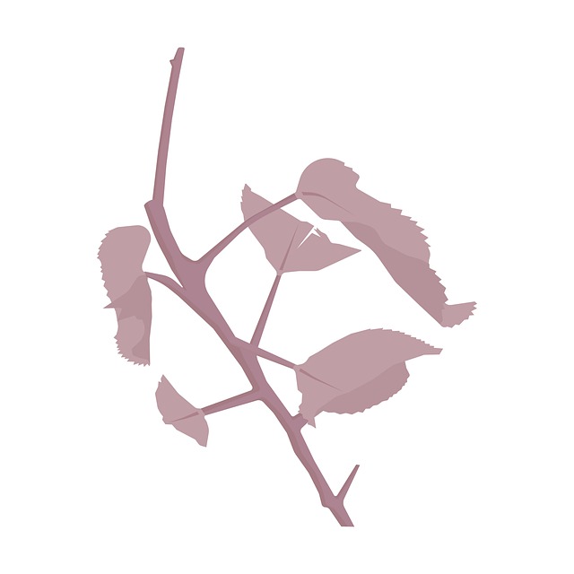 Free tree branch leaves illustration