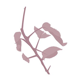Free Tree Branch illustration and picture