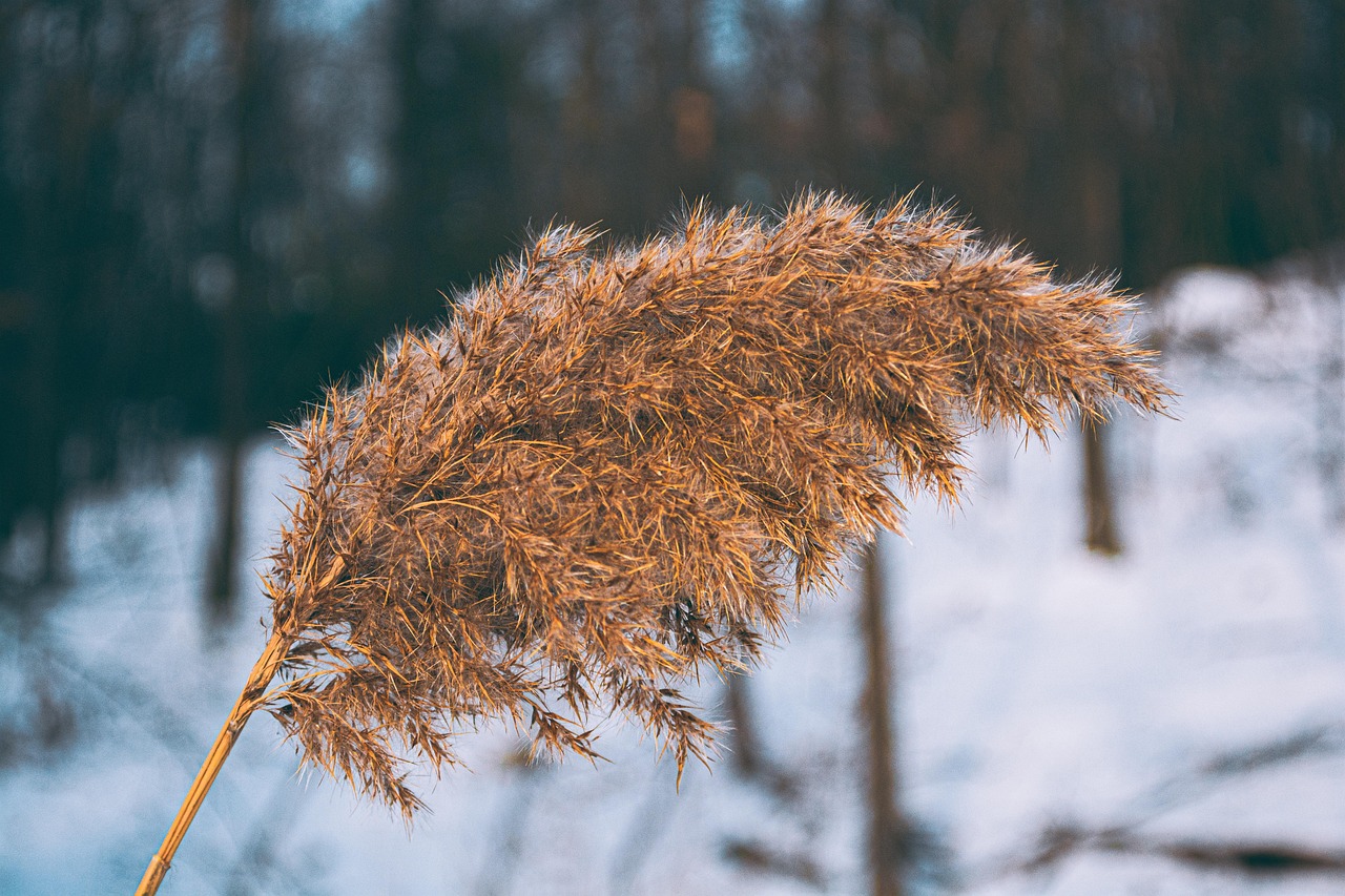 葦 草 冬 - Pixabayの無料写真 - Pixabay