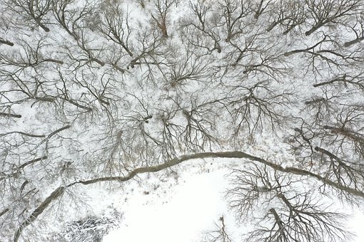 Free Drone Photography Trees photo and picture