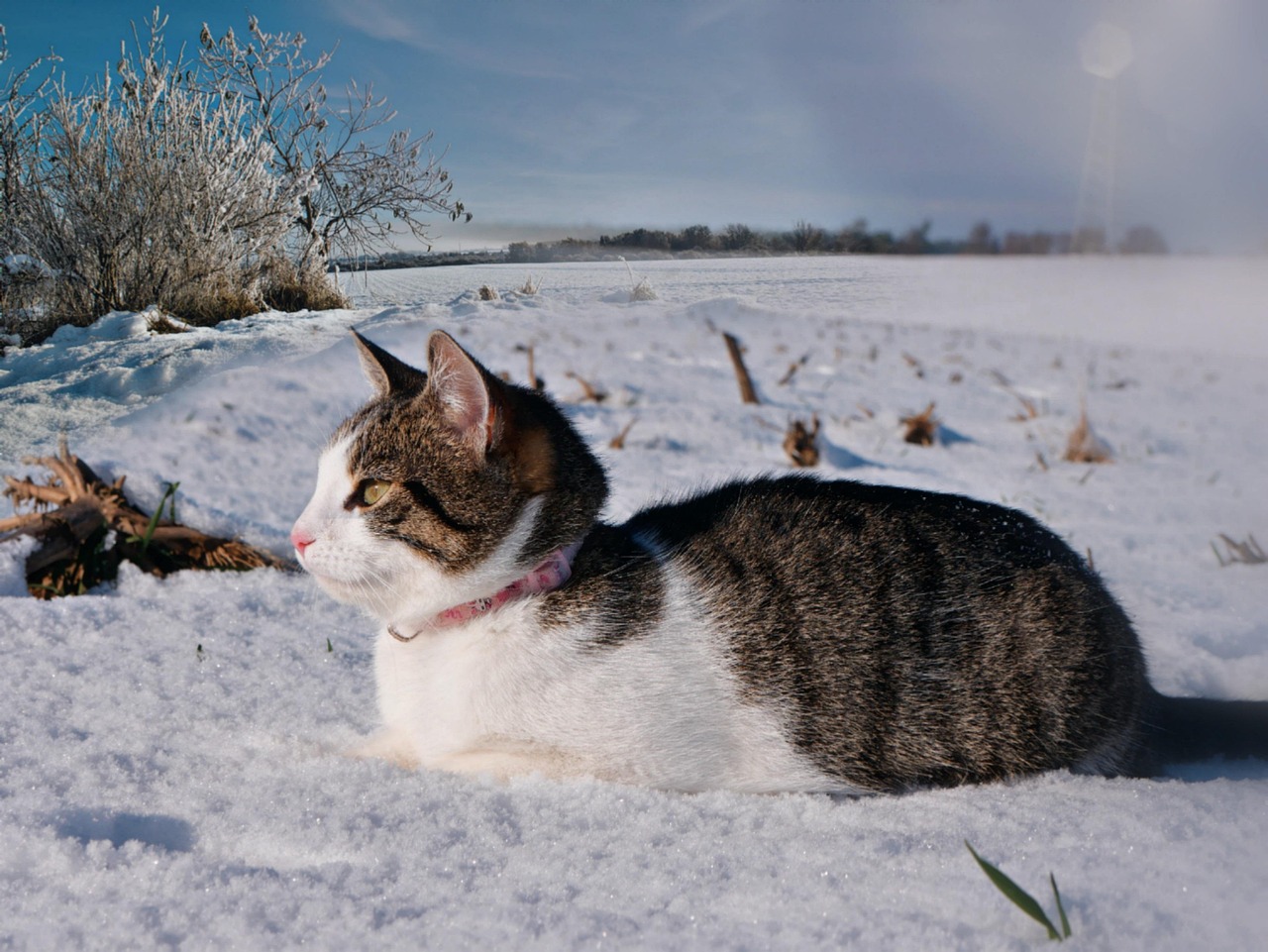 Cat - free online jigsaw puzzle photo