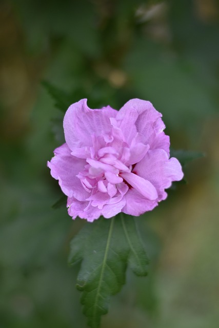 Free Flower Nature photo and picture