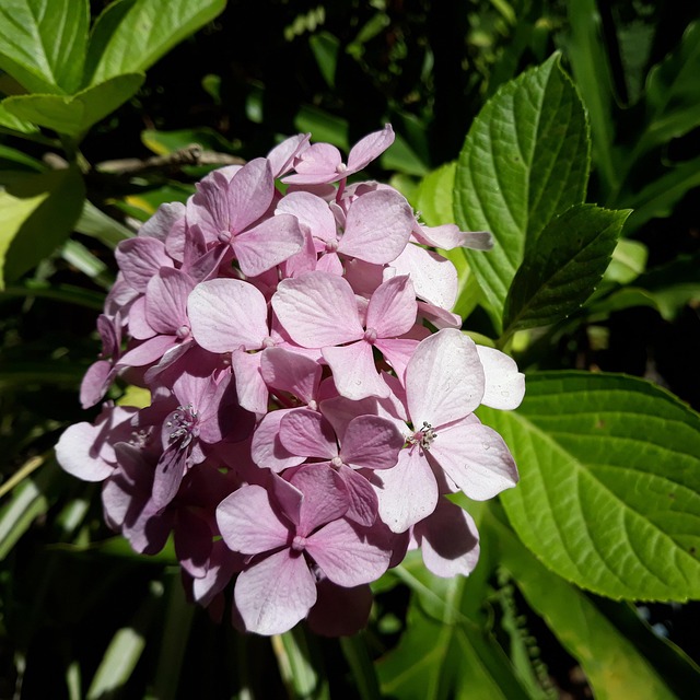 Free Flor Planta photo and picture