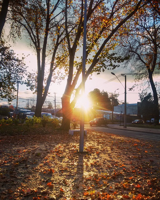 Free Otoño Árbol photo and picture