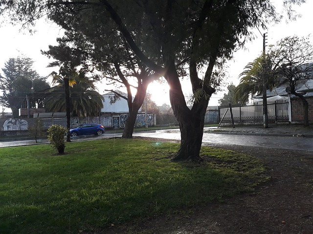 Free Lluvia Árboles photo and picture