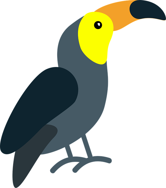 Tucan, Pasăre, Animal, Cioc, Factură