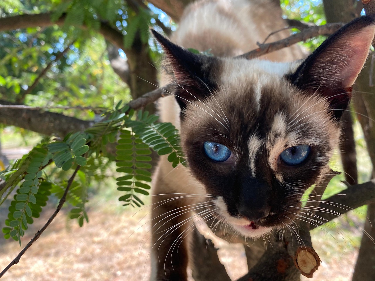 猫 分行 猫科动物 - Pixabay上的免费照片 - Pixabay