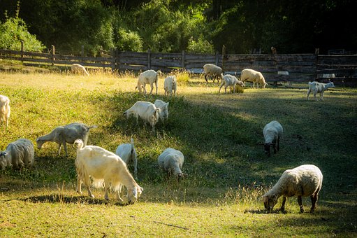 Cabras, Ovelha, Pastagem, Rebanho, Relva