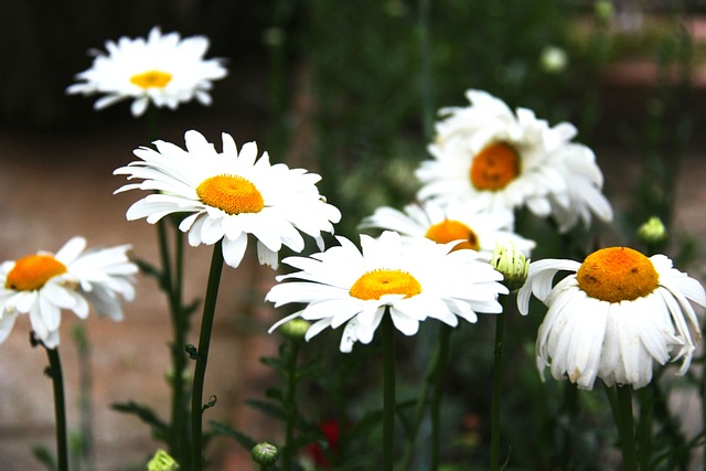 Free Daisies Flowers photo and picture