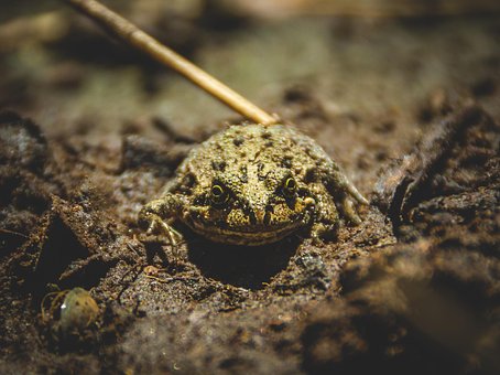 Rã, Anfíbio, Animal, Sapo Verde