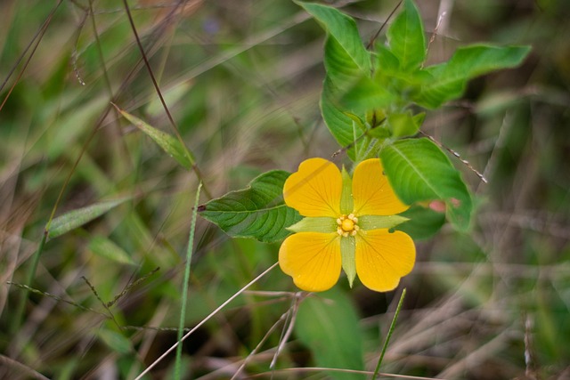 Free Biodiversity Environmental Education photo and picture