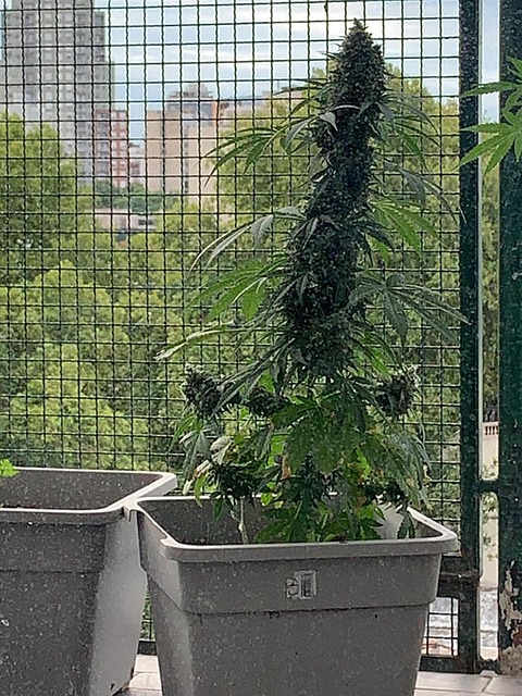 Pflanze, Hanf, Unkraut, Grün, Natur
