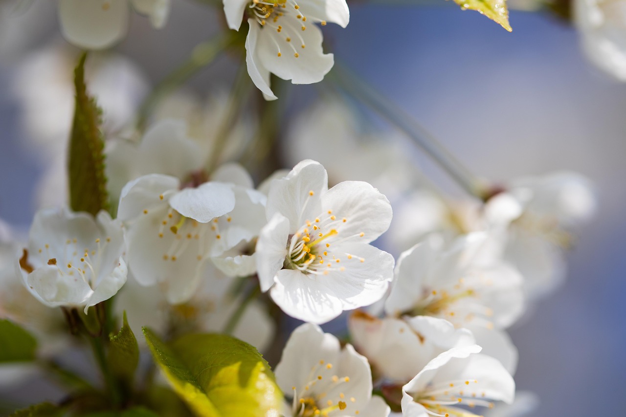 Feather - free online jigsaw puzzle photo