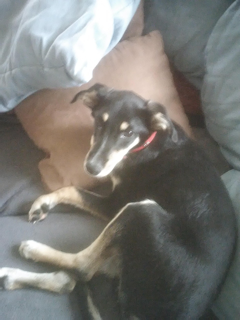 Sweat à Capuche Avec Poche Kangourou Pour Porter Son Chat/chien – Polaire Douce, Manches Longues, Taille Ajustée - 9