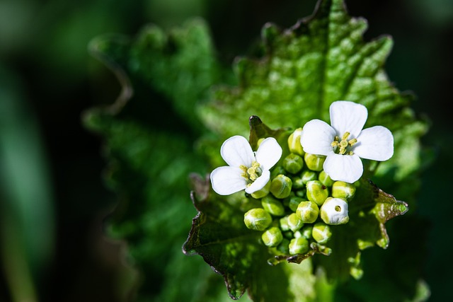 Free Flowers Buds photo and picture