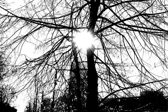 Free Monochrome Tree photo and picture