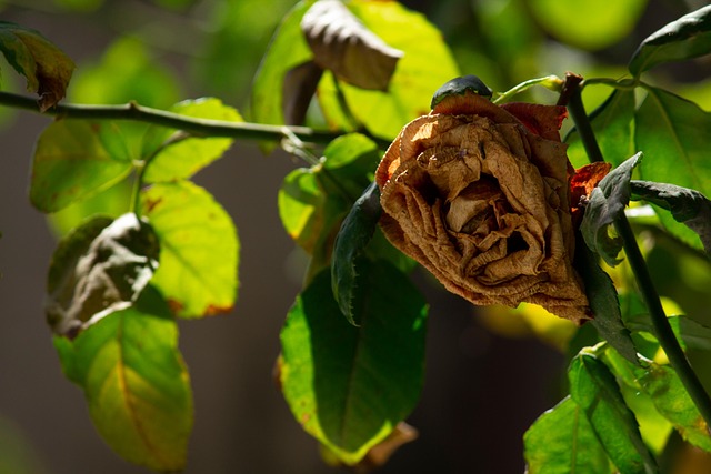 花 植物 枯れた - Pixabayの無料写真 - Pixabay