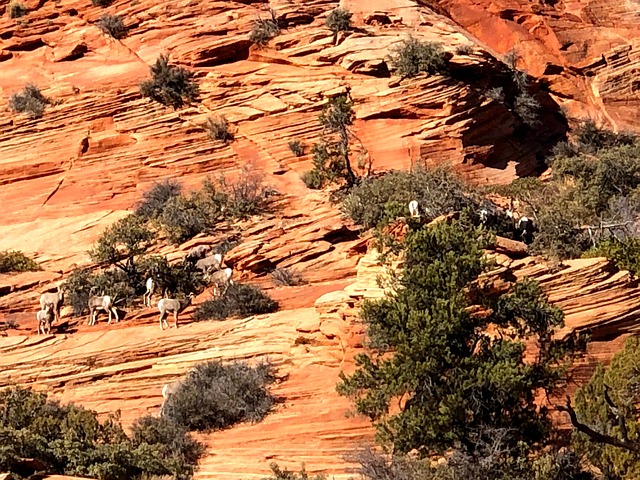 Free Sheep Desert Big Horn photo and picture